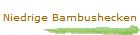 Niedrige Bambushecken